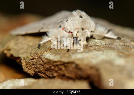 Bild des Motten-Schmetterlings (Lymantria cf. Marginalis) auf Baum. Insekt. Tier. Stockfoto