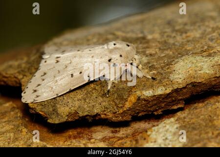 Bild des Motten-Schmetterlings (Lymantria cf. Marginalis) auf Baum. Insekt. Tier. Stockfoto