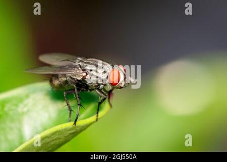 Bild einer Fliege (Diptera) auf grünen Blättern. Insektentier Stockfoto