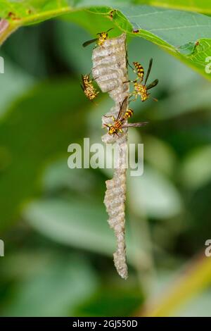 Bild eines Apache Wasp (Polistes apachus) und Wespennests auf Naturhintergrund. Insekt. Tier Stockfoto