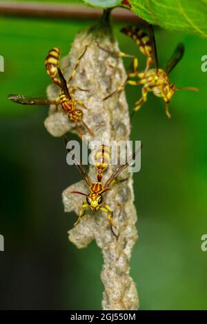 Bild eines Apache Wasp (Polistes apachus) und Wespennests auf Naturhintergrund. Insekt. Tier. Stockfoto