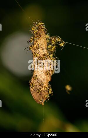 Bild einer kleinen Spinne auf dem Nest auf einem natürlichen Hintergrund. Insekten, Tiere. Stockfoto