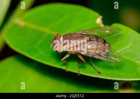 Bild einer Fliege (Diptera) auf grünen Blättern. Insekt. Tier Stockfoto