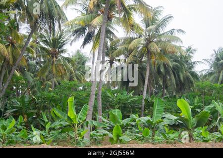 Landschaft von Farmen von Kokospalmen, Bananen und Papaya - Salalah 2021, Oman. Das RAW-Dateiformat ist verfügbar Stockfoto