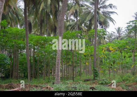 Landschaft von Farmen von Kokospalmen, Bananen und Papaya - Salalah 2021, Oman. Das RAW-Dateiformat ist verfügbar Stockfoto