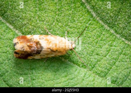 Bild von brauner Motte auf grünem Blatthintergrund. Brauner Schmetterling. Insekt. Tier Stockfoto