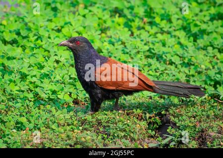 Bild eines großen Kukalvogels oder eines Krähenfassvogels (Centropus sinensis) auf dem Hintergrund der Natur. Vogel. Tiere. Stockfoto