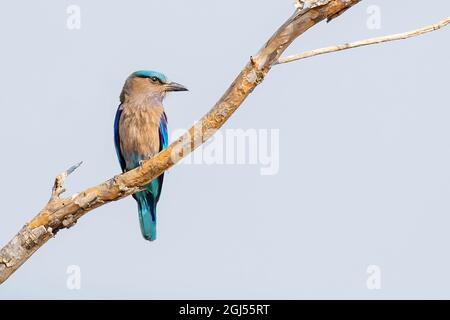 Bild von Indian Roller (Coracias benghalensis) auf einem Ast im Hintergrund der Natur. Vogel. Tiere. Stockfoto