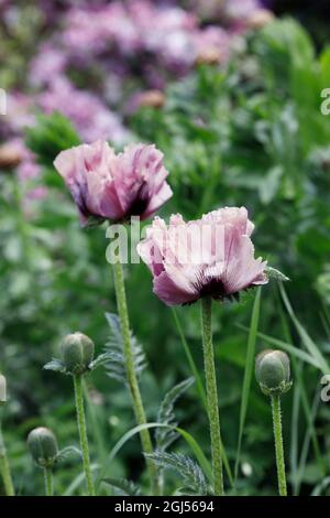 Papaver Orientale. Blass rosa Mohn in einem englischen Garten. Stockfoto