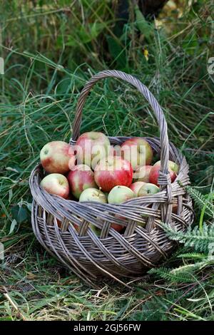 Malus domestica. Äpfel in einem englischen Garten sammeln. Stockfoto