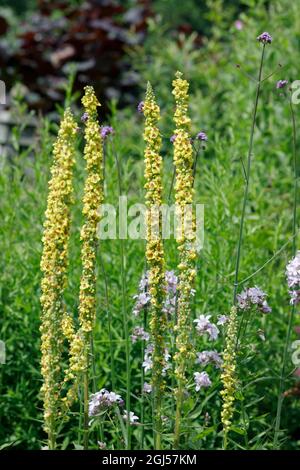 Verbascum blattaria. Mottenmullein wächst in einem englischen Garten. Stockfoto