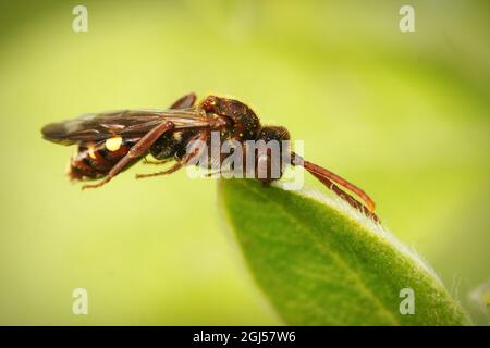 Nahaufnahme eines weiblichen Kleptoparasiten Panzers Nomada , Nomada panzeri Stockfoto