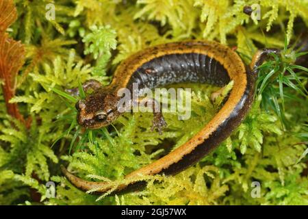 Nahaufnahme des Western-rfeedback-Salamanders, Plethodon-Fahrzeug Stockfoto