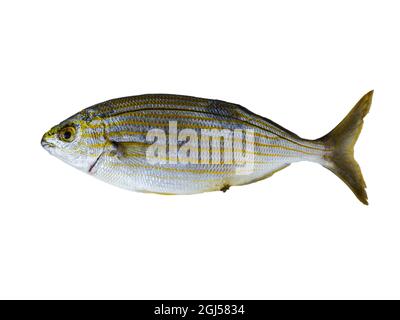 Salema porgy Fisch isoliert auf einem weißen Hintergrund mit freiem Platz für Text Stockfoto