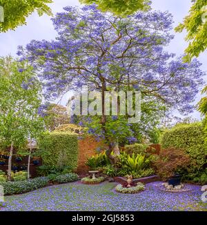 Ein Jacaranda mimosifolia ist ein Teppich aus Blumen und ein Sommerfeature in diesem Vorstadtgarten von Melbourne. Stockfoto