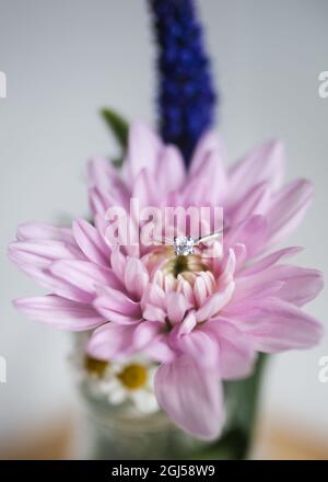 Schöne weiße Gold Diamant Hochzeit Verlobung von Braut Ring romantische Ruhe in leuchtend rosa echte frische Blütenblätter. Stockfoto