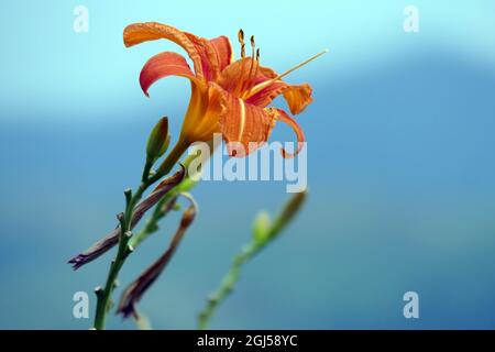 Nicht exklusiv: IVANO-FRANKIVSK, UKRAINE - 5. SEPTEMBER 2021 - im Herbst ist eine orangene Lilie abgebildet, Ivano-Frankivsk, Westukraine. Stockfoto