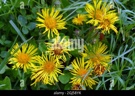 Nicht exklusiv: IVANO-FRANKIVSK, UKRAINE - 5. SEPTEMBER 2021 - Gelbe Blüten sind im Herbst abgebildet, Ivano-Frankivsk, Westukraine. Stockfoto