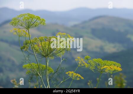 Nicht exklusiv: IVANO-FRANKIVSK, UKRAINE - 5. SEPTEMBER 2021 - Pflanzen sind im Herbst abgebildet, Ivano-Frankivsk, Westukraine. Stockfoto