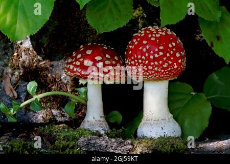 Zwei schöne rote Fliege-Agaric-Pilze in Anordnung Stockfoto