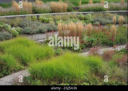 BOTTROP, DEUTSCHLAND - 21. AUGUST 2021: Bepflanzung im mehrjährigen Wiesenstil, entworfen von Piet Oudolf im öffentlichen Park Bern Stockfoto