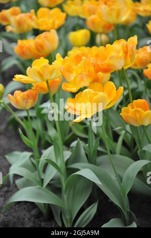 Orange-gelb Doppelte späte Tulpen (Tulipa) Granny Award blühen im April in einem Garten Stockfoto