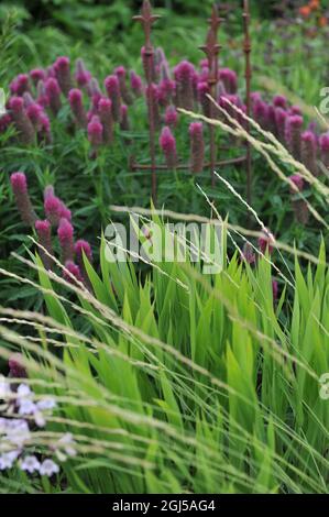 Leuchtend grüne Blätter von nordamerikanischem Wildhafer (Chasmanthium latifolium) in einem Boder mit einem ruddigen Kleeblatt (Trifolium rubens) im Hintergrund in einem Garten Stockfoto