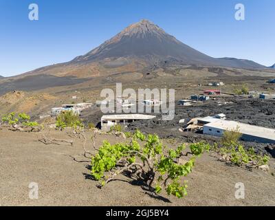 Traditioneller Weinbau in der Nähe des Dorfes Portela im Cha de Caldeiras. Stratovulkan Pico do Fogo. Fogo Island (Ilha do Fogo), Teil von Cape Verd Stockfoto