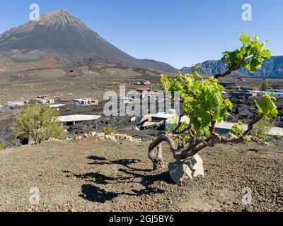 Traditioneller Weinbau in der Nähe des Dorfes Portela im Cha de Caldeiras. Stratovulkan Pico do Fogo. Fogo Island (Ilha do Fogo), Teil von Cape Verd Stockfoto