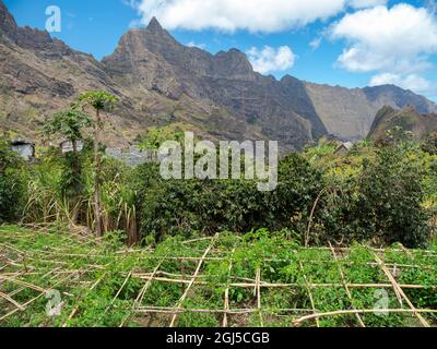 Landwirtschaft im Tal Ribeira do Paul auf der Insel Santo Antao, Kap Verde Stockfoto