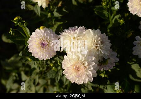 Weiße Und Rosafarbene „Eveline“ Dahlia Flowers. Stockfoto