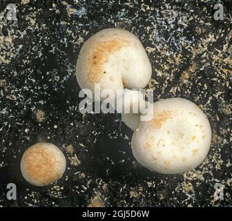 Rote Pfeffermilbe (Pygmephorus sellnicki) spaltet kultivierte Pilze und weist auf Probleme mit grünem Schimmel hin (Trichoderma) Stockfoto