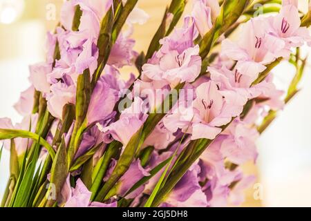 Afrika, Ägypten. Kairo. Gladiolen oder Schwertlilie, eine Gattung der cormous blühende Pflanzen in der iris Familie, Iridaceae. Stockfoto