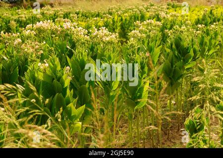 Blühende Tabakpflanze auf Tabakfeld Hintergrund. Stockfoto