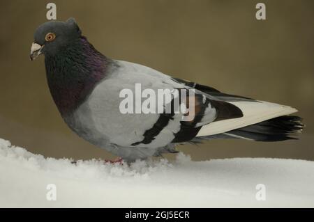 Die Felstaube, Felstaube, Vollkörper von Speed Racing Taube im Winter. Stockfoto