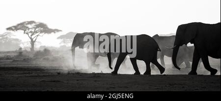 Afrika, Afrikanischer Elefant, Amboseli-Nationalpark. Hinterleuchtete afrikanische Elefanten beim Gehen. Kredit als: Bill Young / Jaynes Gallery / DanitaDelimont.com Stockfoto