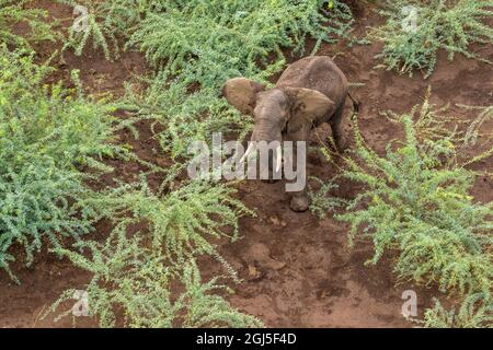 Afrika, Kenia, Shompole, Luftaufnahme von großer Erwachsener Elefant (Loxodonta africana) Wandern in Shompole Conservancy in Rift Valley. Stockfoto