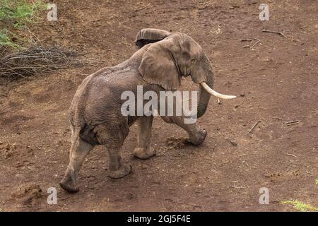 Afrika, Kenia, Shompole, Luftaufnahme von großer Erwachsener Elefant (Loxodonta africana) Wandern in Shompole Conservancy in Rift Valley. Stockfoto