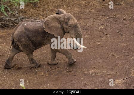 Afrika, Kenia, Shompole, Luftaufnahme von großer Erwachsener Elefant (Loxodonta africana) Wandern in Shompole Conservancy in Rift Valley. Stockfoto