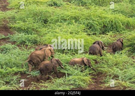 Afrika, Kenia, Shompole, Luftaufnahme von großer Erwachsener Elefant (Loxodonta africana) Wandern in Shompole Conservancy in Rift Valley. Stockfoto