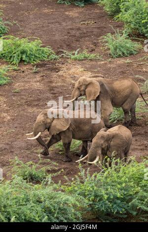 Afrika, Kenia, Shompole, Luftaufnahme von erwachsenen Elefanten (Loxodonta africana) Wandern in Shompole Conservancy in Rift Valley. Stockfoto