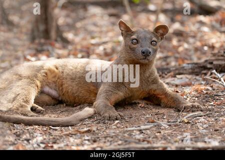 Afrika, Madagaskar, Kirindy Reserve. Eine Fossa, die im Schatten des Waldes ruht. Stockfoto