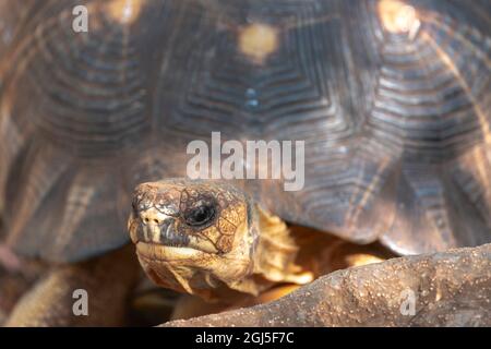 Afrika, Madagaskar, Anosy, Berenty Reserve. Die ausgestrahlte Schildkröte starrte neugierig aus ihrer Schale. Stockfoto