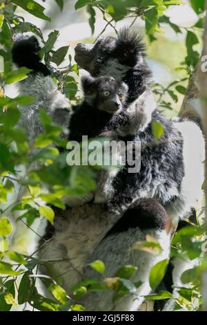 Afrika, Madagaskar, Alaotra-Mangoro, Andasibe-Mantadia National Park, Analamazaotra Special Reserve. Ein Indri, der Blätter isst, während sein Baby in der Nähe bleibt Stockfoto