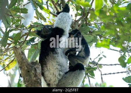 Afrika, Madagaskar, Alaotra-Mangoro, Andasibe-Mantadia National Park, Analamazaotra Special Reserve. Ein Indri, der Blätter isst, während sein Baby in der Nähe bleibt Stockfoto