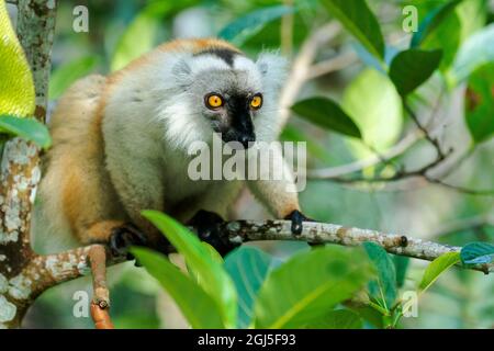 Afrika, Madagaskar, Lake Ampitabe, Akanin'ny nofy Reserve. Weiblicher schwarzer Lemur ist hellbraun mit schwarzer Markierung im Gesicht. Stockfoto