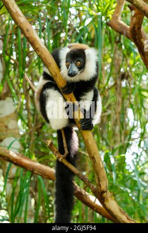 Afrika, Madagaskar, Lake Ampitabe, Akanin'ny nofy Reserve. Ein schwarz-weißer gekräuselter Lemur ist neugierig und schaut alles an. Stockfoto