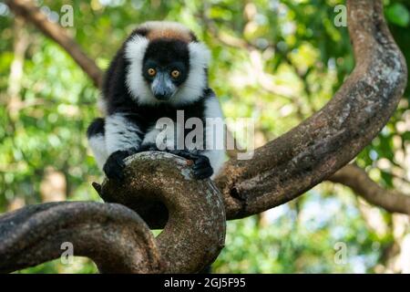 Afrika, Madagaskar, Lake Ampitabe, Akanin'ny nofy Reserve. Ein schwarz-weißer gekräuselter Lemur ist neugierig und schaut alles an. Stockfoto