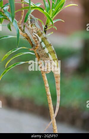 Afrika, Madagaskar, Lake Ampitabe, Akanin'ny nofy Reserve. Ein Chamäleon, das am Stamm eines kleinen Busches entlang manövriert. Stockfoto