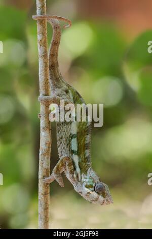 Afrika, Madagaskar, Lake Ampitabe, Akanin'ny nofy Reserve. Ein Chamäleon, das am Stamm eines kleinen Busches entlang manövriert. Stockfoto